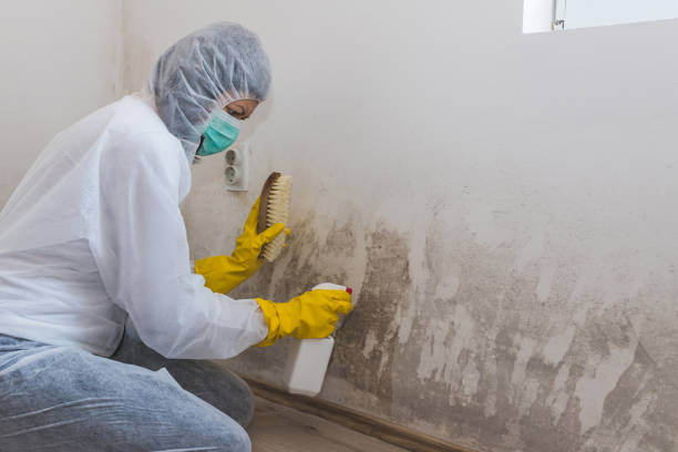 Best Biohazard Mold Removal  in West Perrine, FL