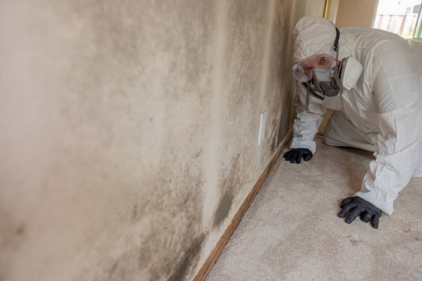 Best Emergency Mold Remediation  in West Perrine, FL